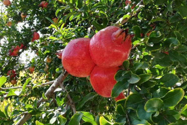 Pomegranate
