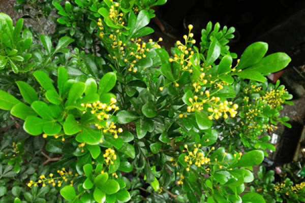 Aglaia odorata