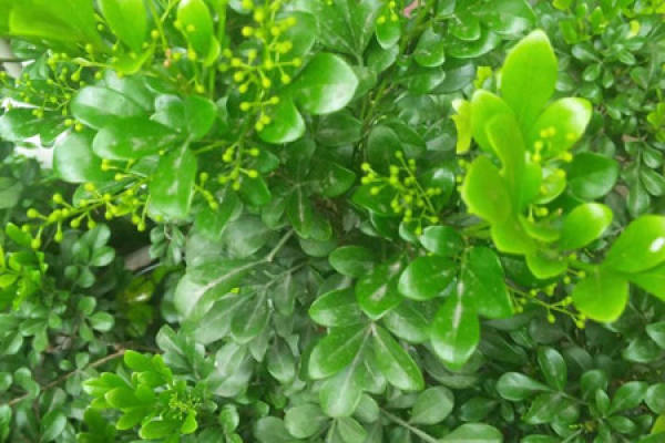 Aglaia odorata