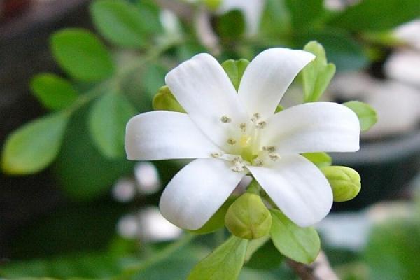 Murraya paniculata