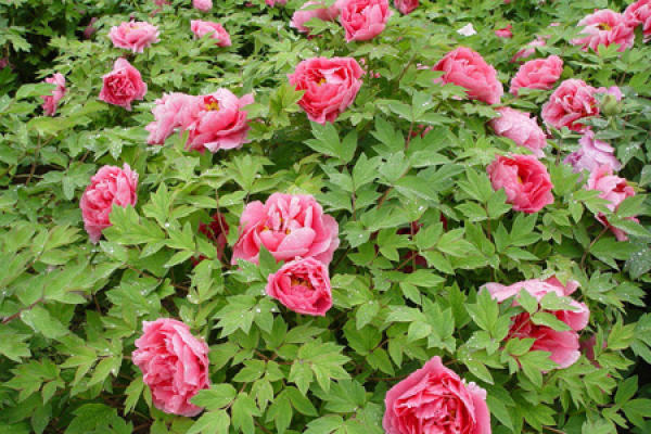 Peony