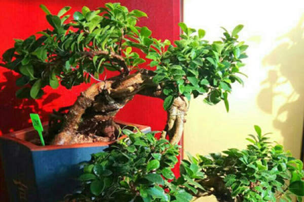 Potted landscape