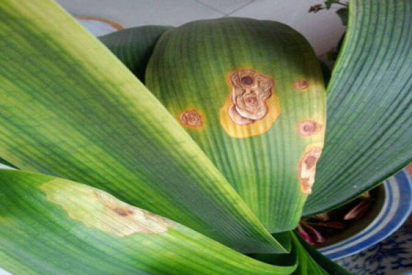 Clivia miniata