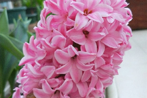 Hyacinth