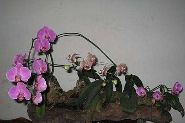 Butterfly Orchid Butterfly Orchid
