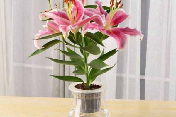 Lily