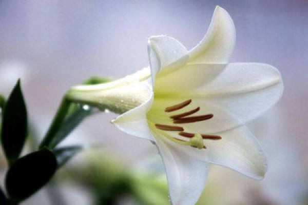 Lily