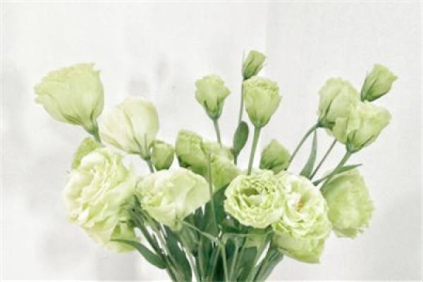 Platycodon grandiflorum