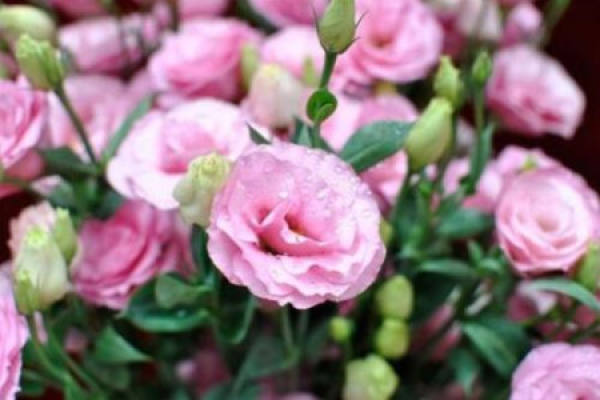 Platycodon grandiflorum