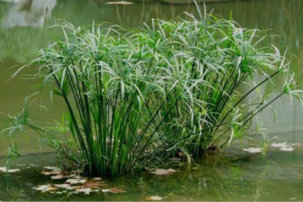 water bamboo