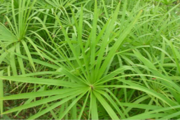 Water Bamboo