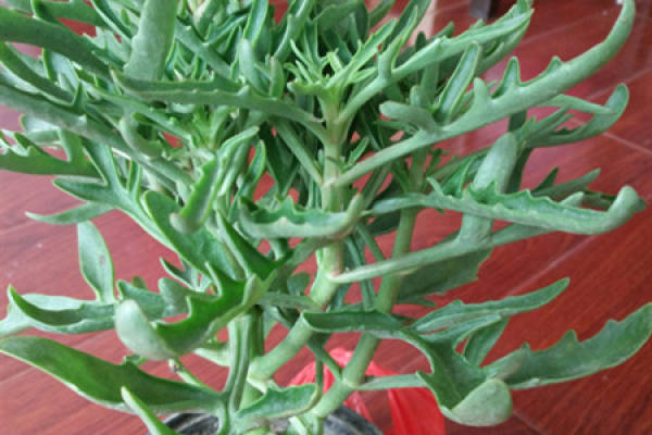 Kalanchoe