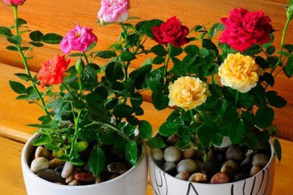 roses