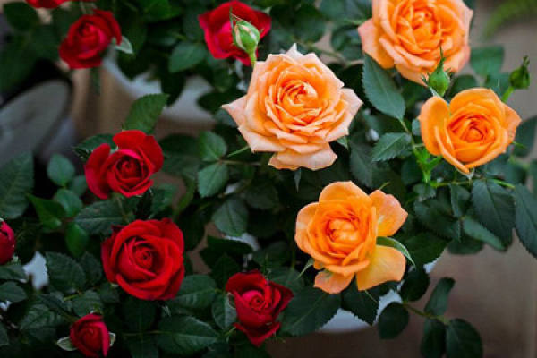 roses