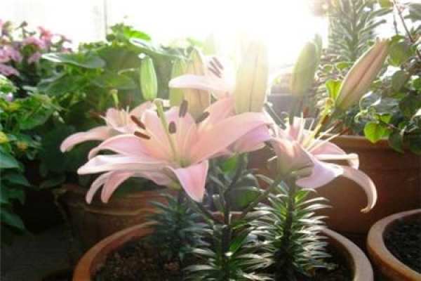 Lily