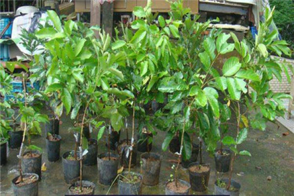 Rambutan
