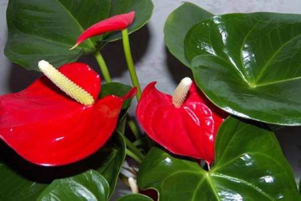 Anthurium