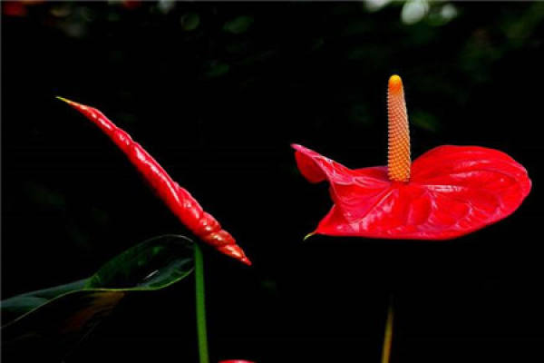 Anthurium