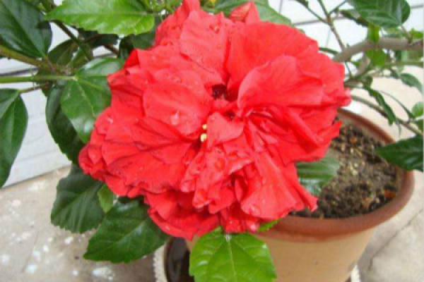 mulberry leaf and peony