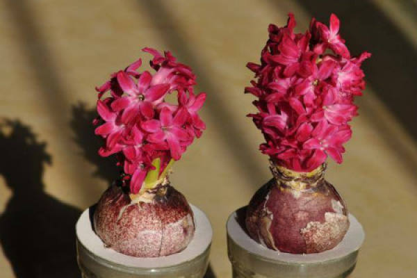hyacinth
