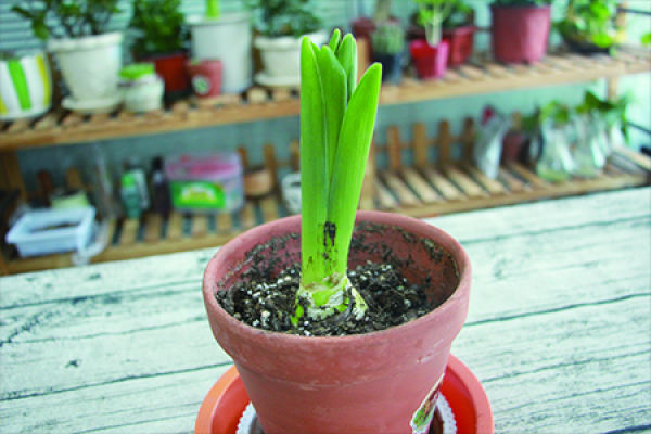 hyacinth