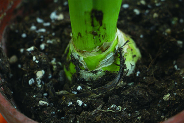 Hyacinth