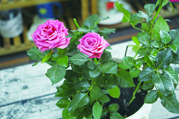 Chinese rose