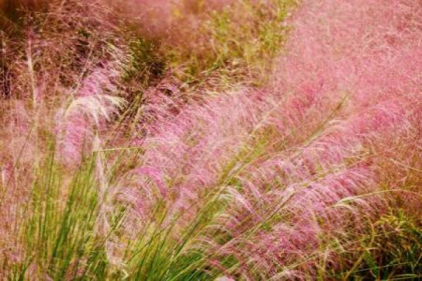 pink and black messy grass