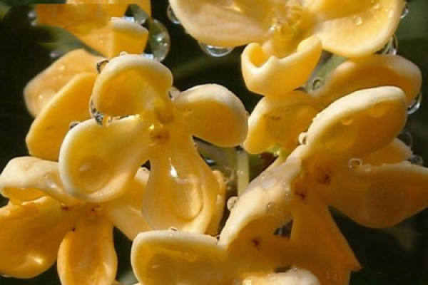 Sweet-scented osmanthus