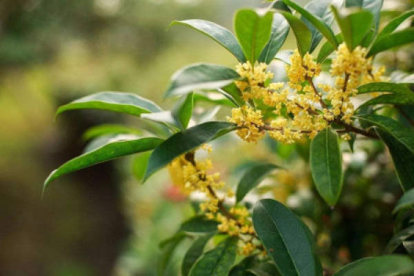 Sweet-scented osmanthus