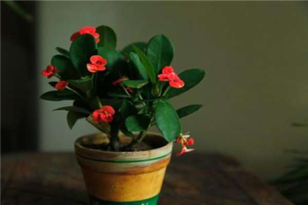 Begonia flower