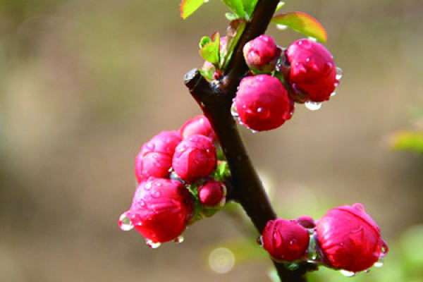 Chinese flowering crabapple