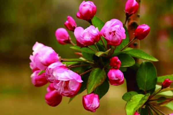 Chinese flowering crabapple