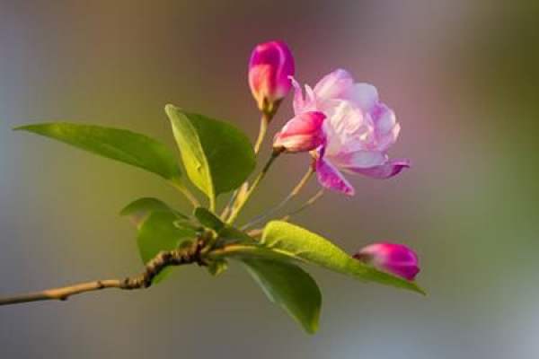 Begonia flower