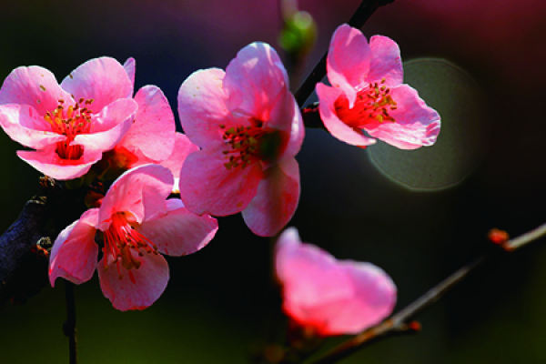 Chinese flowering crabapple