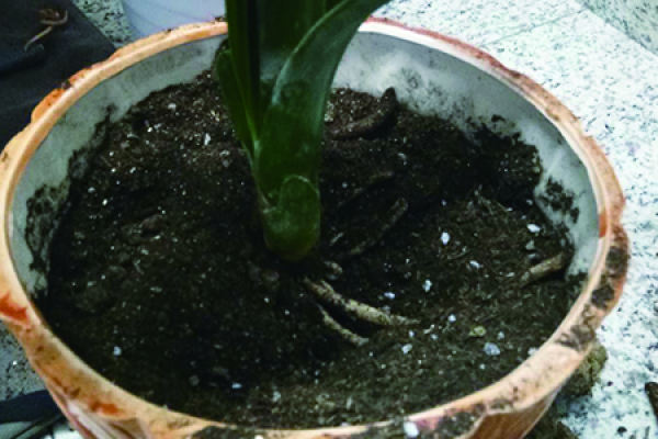 Clivia miniata