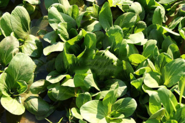 pakchoi