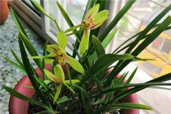 orchid