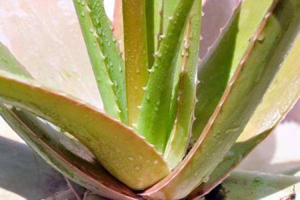 aloe