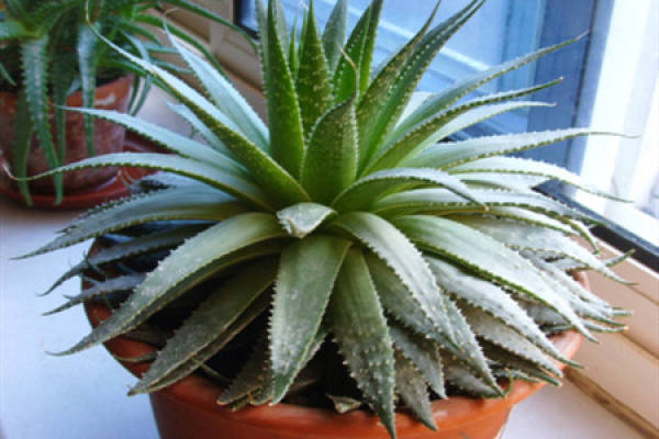 aloe