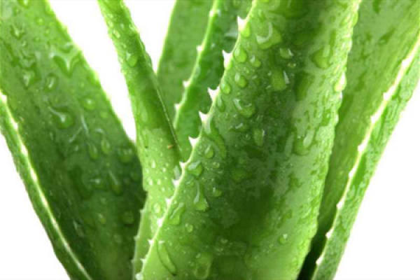 Aloe