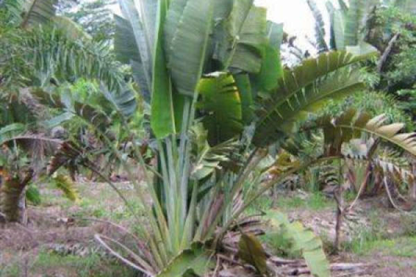 traveller banana