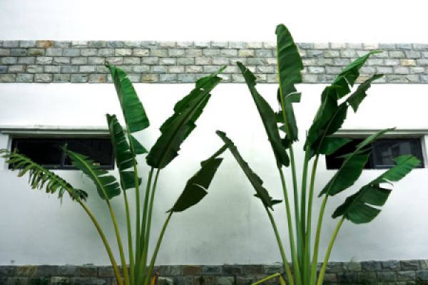 Traveler Canna