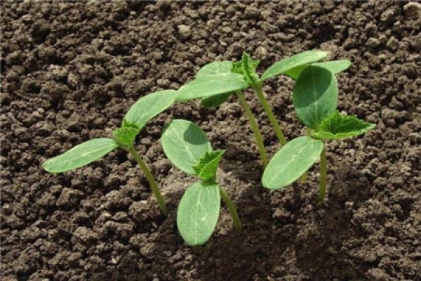 cucumber