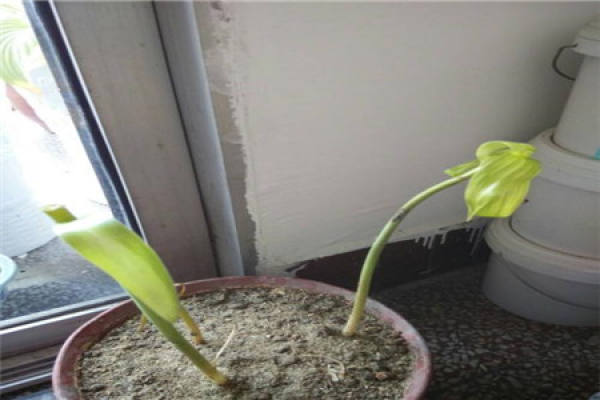 Lily