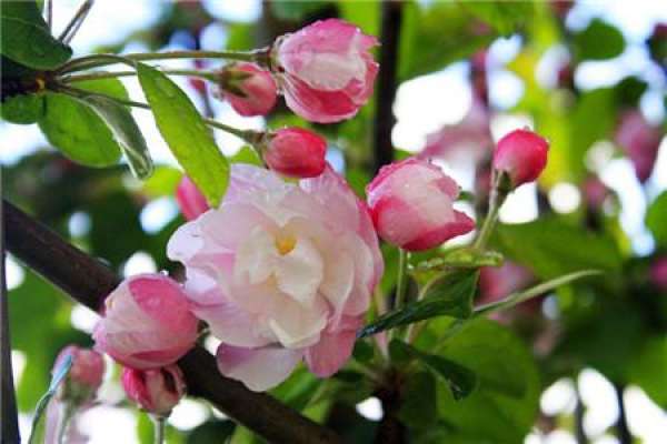 Chinese flowering crabapple