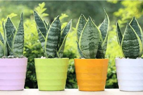 Sansevieria
