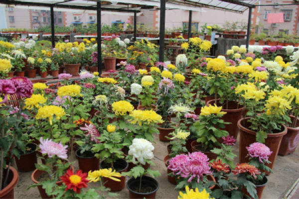 chrysanthemum