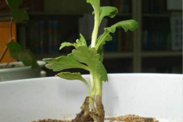 chrysanthemum