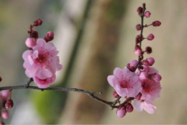 peach blossom